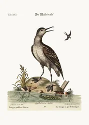 Der Blässhuhnfuß-Tringa, 1749-73